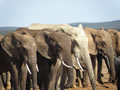 Elephants Line Up To Drink, Amakhala Game Reserve, &copy;Caroline Yates